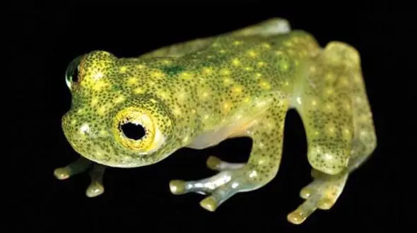 کشف قورباغه ای خارق العاده با پوست شفاف +عکس 