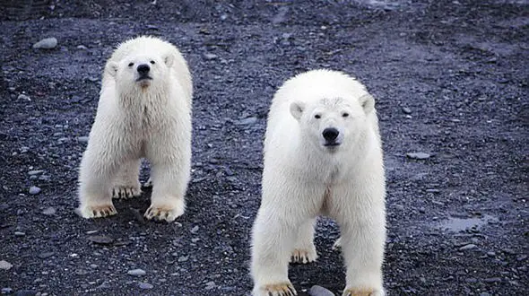 روستای روسی در محاصره 20 خرس‌ قطبی!+ تصاویر
