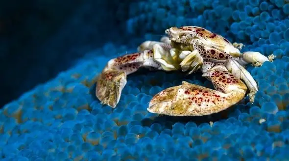 فیلم دیدنی از خرچنگ مرجانی گوشه نشین