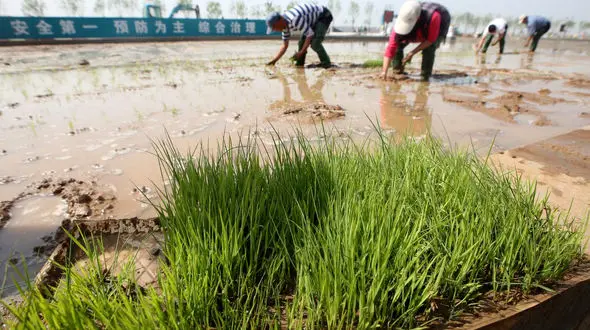 تولید برنجی که در آب دریا رشد می کند