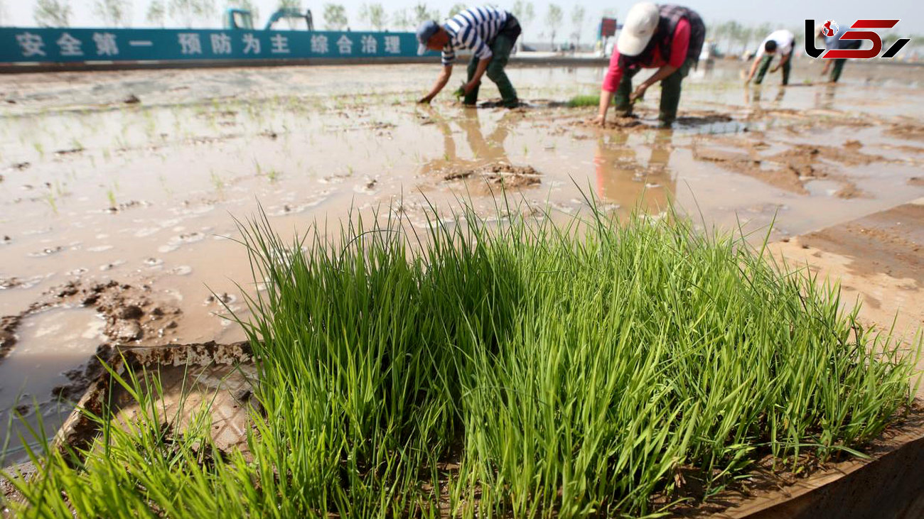 تولید برنجی که در آب دریا رشد می کند
