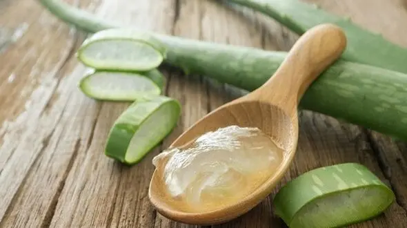 این گیاه سرشار از انسولین طبیعی است