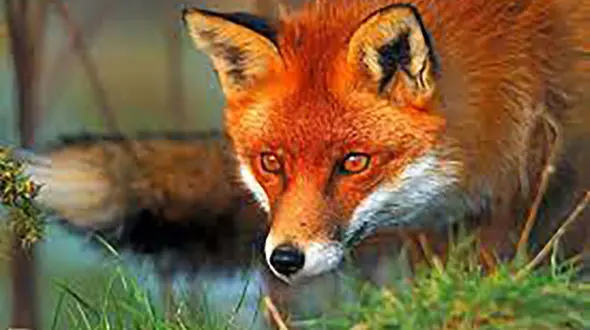 فیلم پیدا شدن یک روباه در حیاط بانک مرکزی