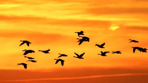 ویدیویی دیدنی از الگوهای مهاجرتی حیات وحش در سراسر دنیا