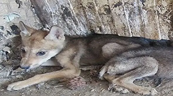 ورود گرگ زخمی به سرویس بهداشتی یک خانه در خوزستان 