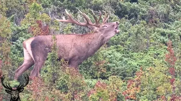 گاوبانگی ، نعره مستانه مرال ها / فیلم
