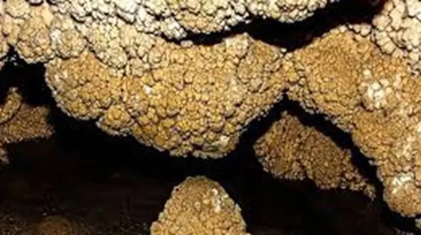 کشف فسیل های هزار ساله گونه‌های جانوری در کرمانشاه 