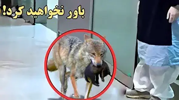 گرگی ناگهان وارد بیمارستان شد/ اما زمانی که پرستاران علت را فهمیدن، نتوانستند جلوی گریه خود را بگیرن