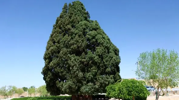 فیلم/ کهن ترین درخت سرو جهان در ایران است 
