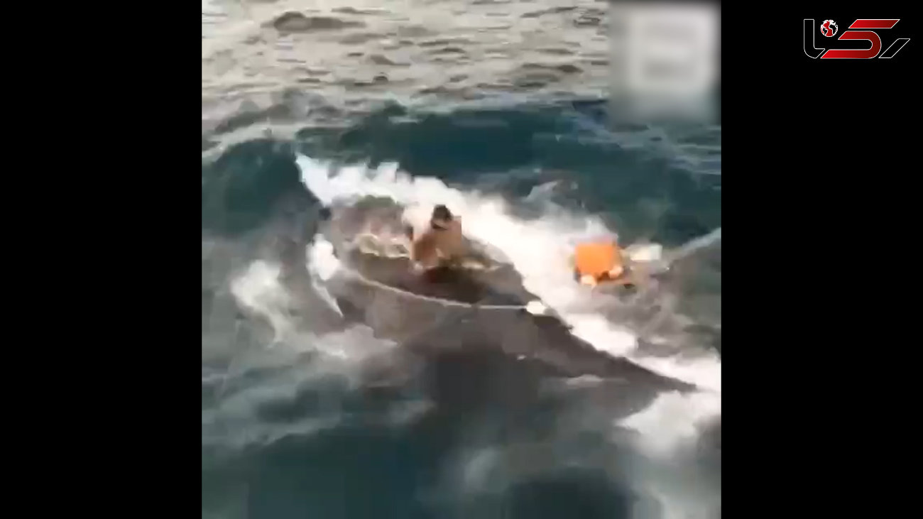 فیلم باورنکردنی /  نجات عجیب یک نهنگ توسط یک ایرانی در خلیج فارس ! 