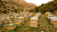 صدور شناسنامه الکترونیکی برای زنبورستان‌های لرستان