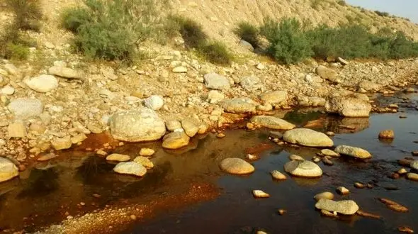 افزایش ناباروری و سرطان در بوشهر / سرطان زا شدن ماهی ها با پساب های پالایشگاه  فجر جم 