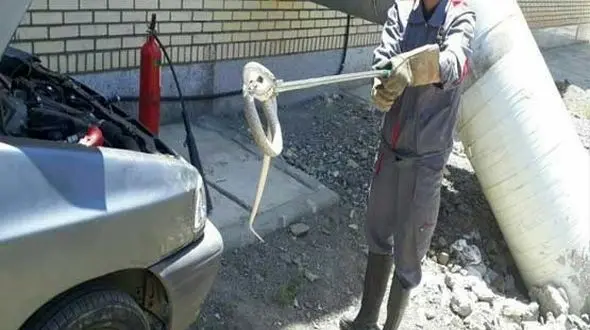 این مار سمی خطرناک در جلوی پراید پنهان شده بود ! +عکس