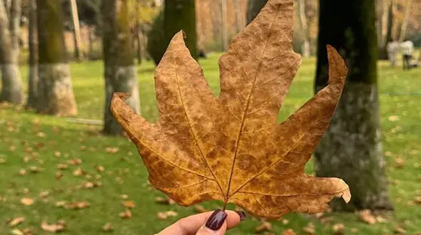 فال و طالع بینی روزانه 28 آبان + فیلم 
