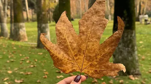 فال و طالع بینی روزانه 28 آبان + فیلم 