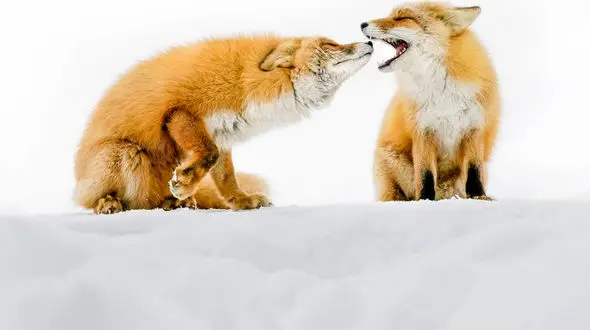 تصویری شگفت انگیز از دو روباره قرمز شیطان