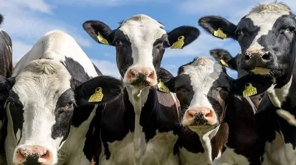 6 درصد گرمایش جهانی زیر سر گاوها و کسانی که همبرگر می خورند! 