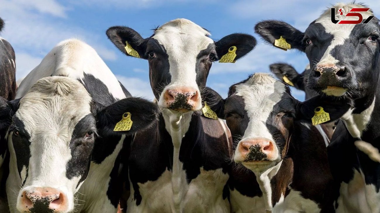 6 درصد گرمایش جهانی زیر سر گاوها و کسانی که همبرگر می خورند! 