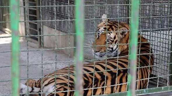 دادستان دستور داد / پلمپ باغ وحش مشهد بخاطر مرگ مرموز 4 توله ببر + جزییات