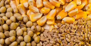 سقف ارزی واردات کالاهای اساسی مشخص شد / از ذرت و روغن تا گوشت و شکر