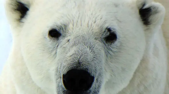 از داستان ببر در قلمرو  تا سلطان دشت