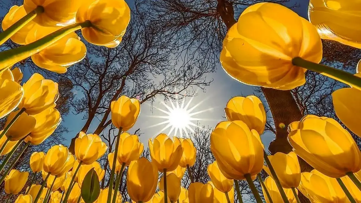 فال و طالع بینی امروز دوشنبه 4 اسفند