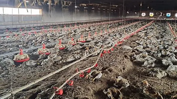 5 هزار جوجه گوشتی در آتش سوزی یک مرغداری جزغاله شدند / در تربت جام رخ داد