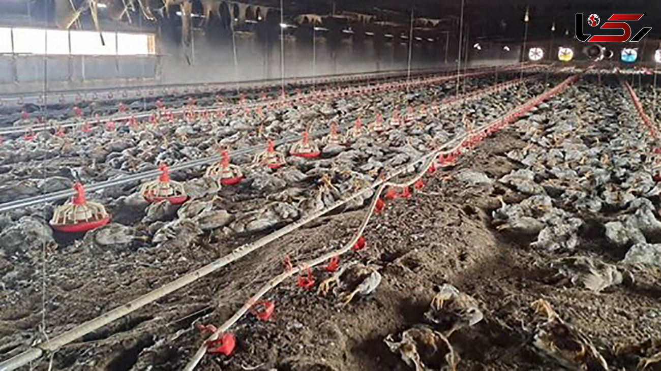 5 هزار جوجه گوشتی در آتش سوزی یک مرغداری جزغاله شدند / در تربت جام رخ داد