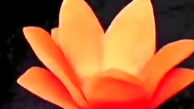 این گل هویج است / فیلم