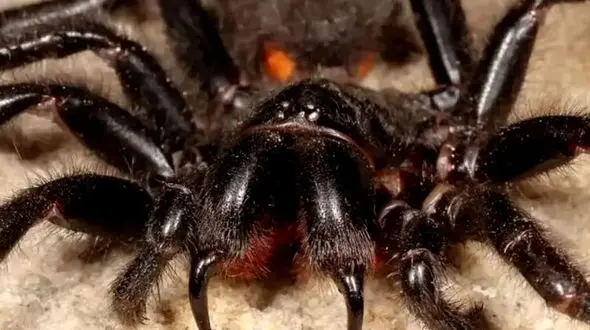 از بیرون راندن شیر نر جوان توسط شیرهای ماده گله تا استرالیا در اشغال عنکبوت های سمی