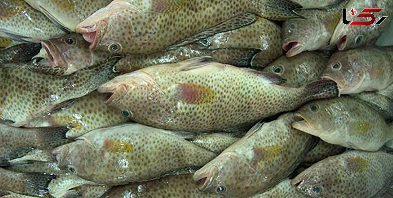 کشف 10 تن کنسرو تن ماهی قاچاق در چابهار
