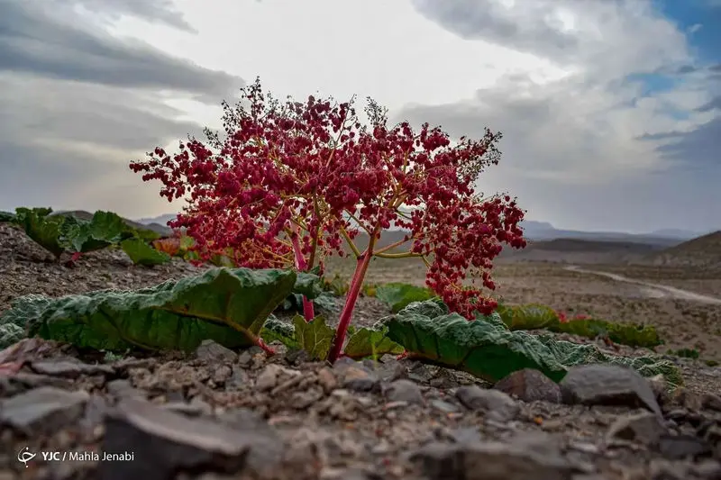 دشت زیبای ریواس 20