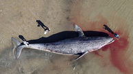 گرسنگی مرگبار نهنگ‌های خاکستری 