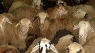 کشف 30 رأس گوسفند قاچاق در کازورن
