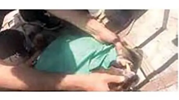 خرس‌هایی که سوء تغذیه داشتند