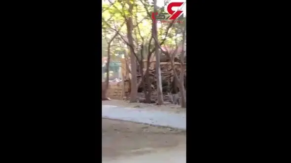 وحشت اهالی روستا از حمله یک موجود وحشی+فیلم