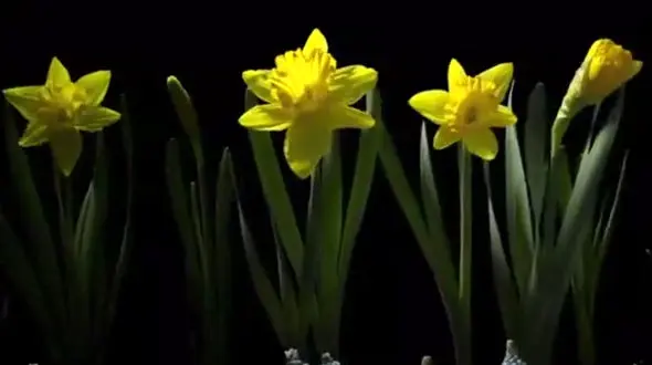 سه سال طول کشید تا این فیلم از شکفتن گل‌ها ثبت شود +فیلم 