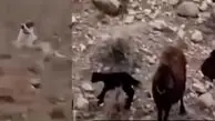 فیلم / به این سگ ایرانی باید مدال قهرمان داد /  روایت شنیدنی چوپان از سگ گله برای مراقبت از گوسفندها  
