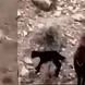 فیلم / به این سگ ایرانی باید مدال قهرمان داد /  روایت شنیدنی چوپان از سگ گله برای مراقبت از گوسفندها  
