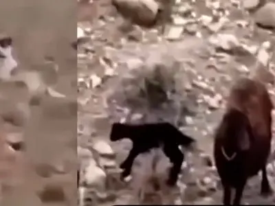 فیلم / به این سگ ایرانی باید مدال قهرمان داد /  روایت شنیدنی چوپان از سگ گله برای مراقبت از گوسفندها  