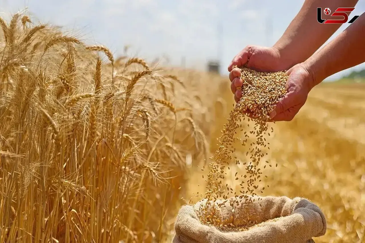 بیگدلی: مطالبات گندم‌کاران را فوری پرداخت کنید