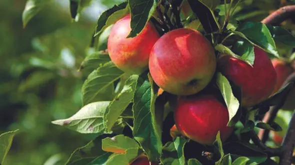 سیب سهند را بیشتر بشناسید / هشترود قطب سیب آذربایجان و ایران می شود