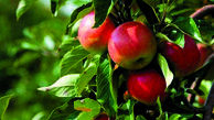 سیب سهند را بیشتر بشناسید / هشترود قطب سیب آذربایجان و ایران می شود