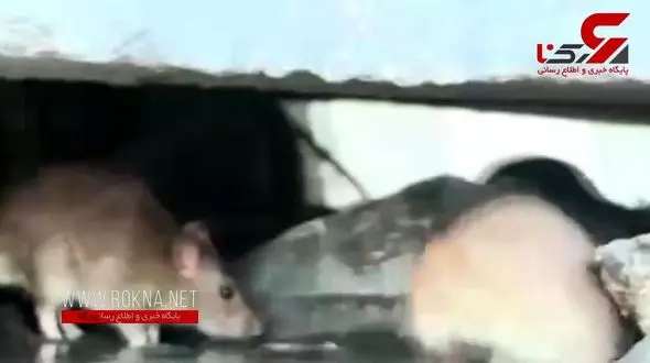 جولان میلیون‌ها موش در معابر و کانال‌های پایتخت! + فیلم 