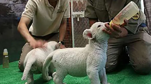 سرقت توله شیر از باغ وحش دانشگاه زابل