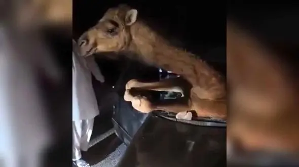 فیلم عجیب از تصادف شتر با خودرو در جاده جاسک / وضعیت شتر و خودرو را ببینید