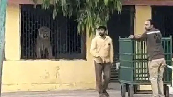 حمله شیر سرگردان به یک مدرسه + فیلم /هند
