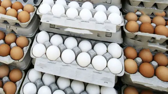  قطعا قیمت تخم‌مرغ افزایش خواهد یافت