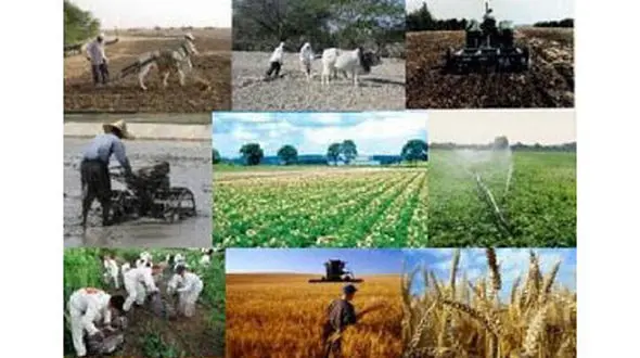 پرتقال‌های دولتی سر از بازار آزاد درآورد