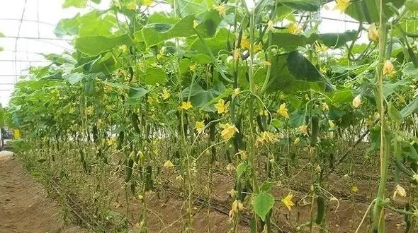 روش جدید برای مبارزه با افت های گیاهی 